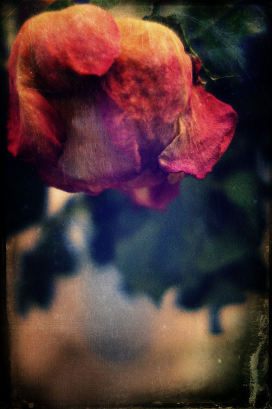 roses 03