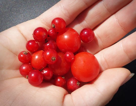 récolte jardin cali rezo