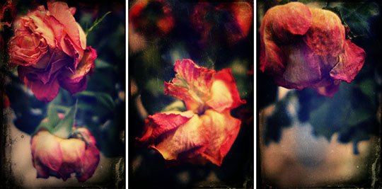 roses 04