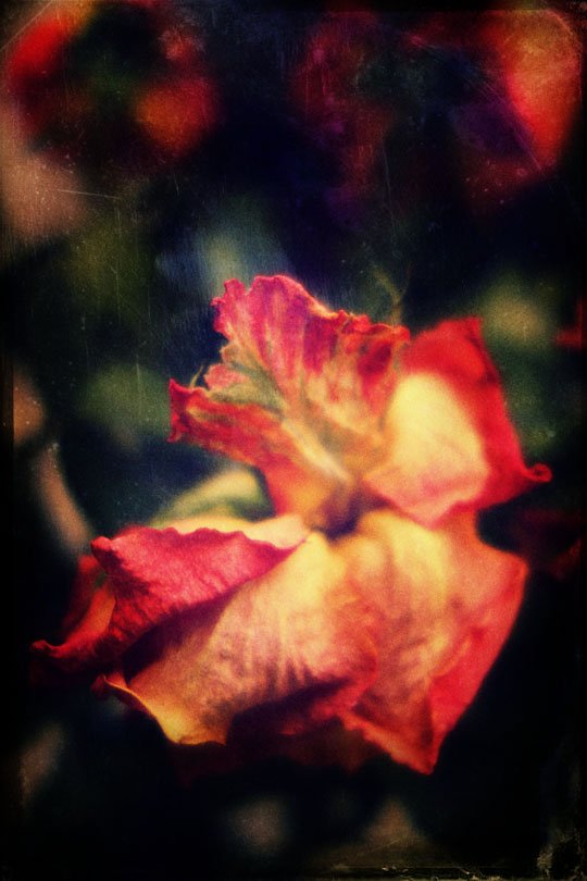roses 02