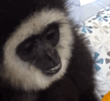 Singe mangeant une glace