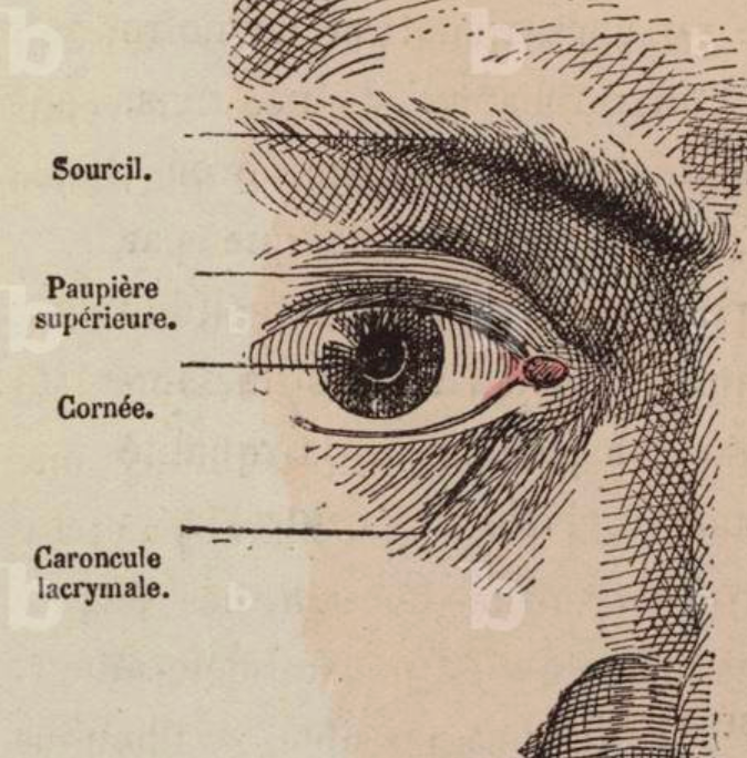 Caroncule Lacrymale