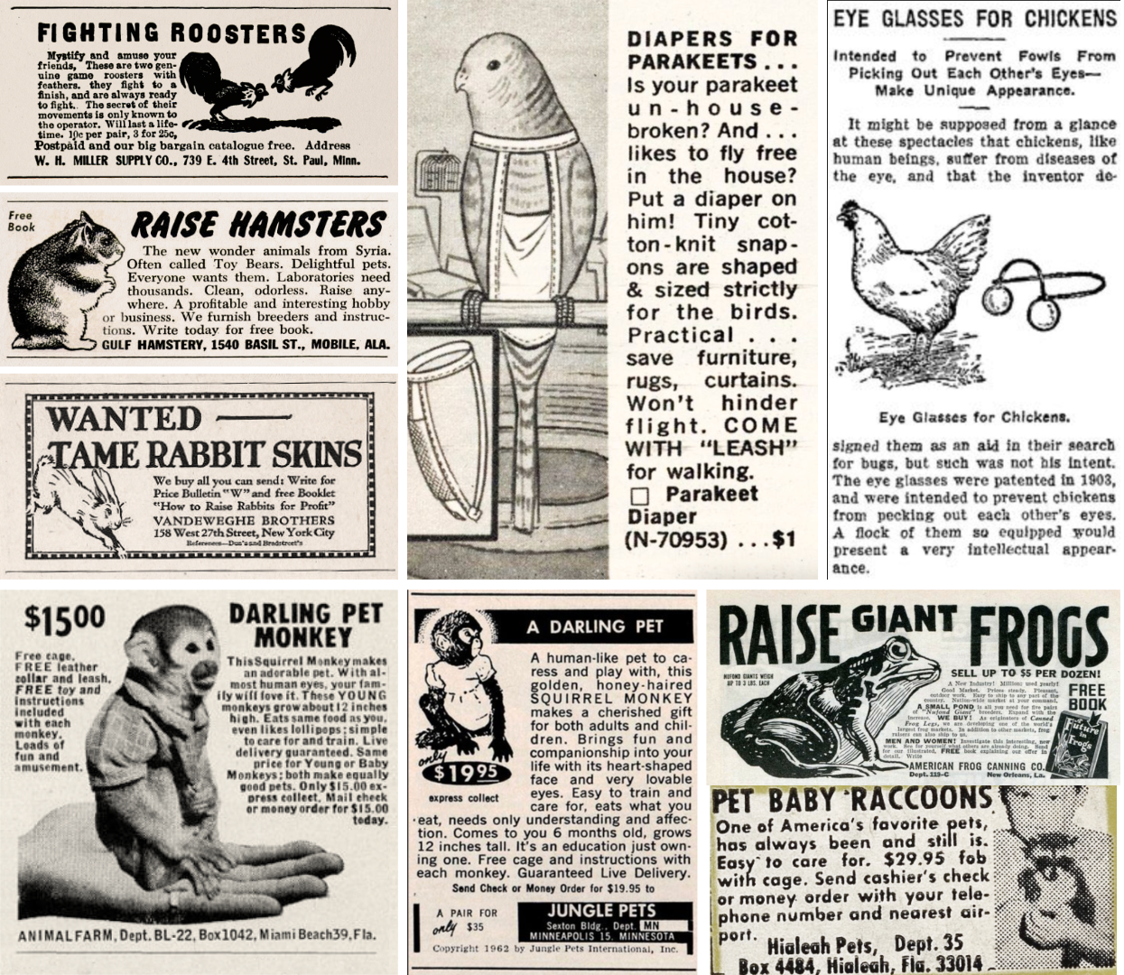 publicités pour des animaux domestiques