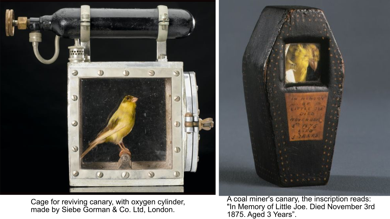 réanimateur pour canari de mineurs et petit sarcophage pour canari de mineurs
