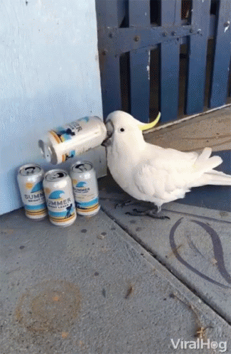 alcool,publicite-advertising,animal
