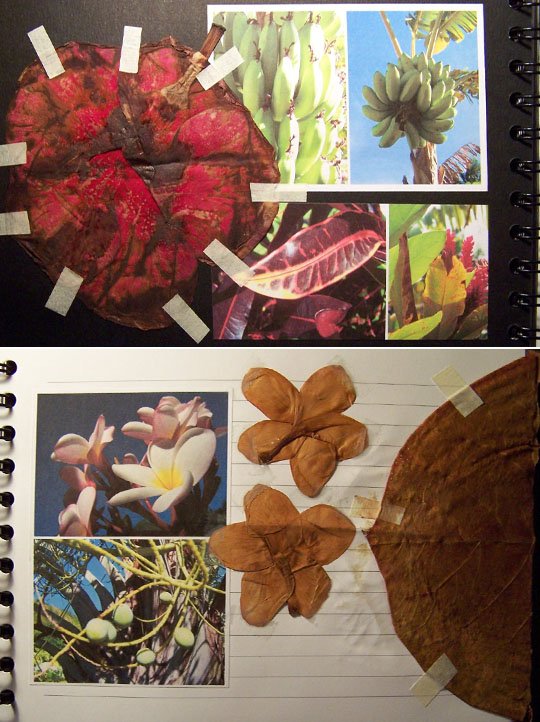 carnet de Guadeloupe - 20 - Voyage 2009, fév 2009