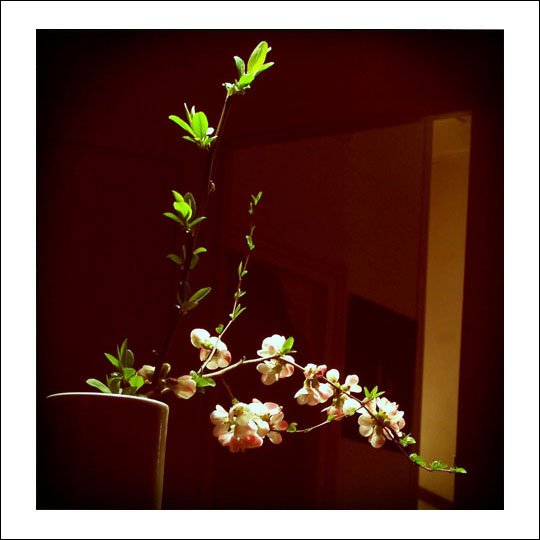 fleurs, juin 2009