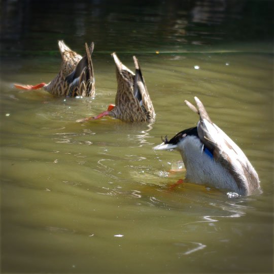 canards, sep 2011 canards